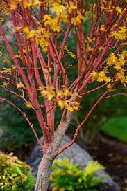these 15 maple trees will add vibrant