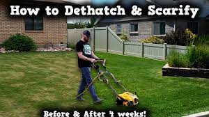 dethatching scarifying this lawn