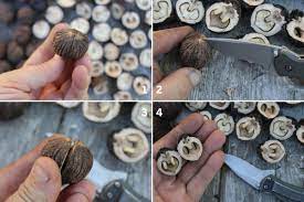 How to Crack Black Walnuts