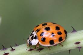Asian Lady Beetle Vs Ladybug Difference And Comparison