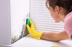 remove mold yourself mold remediation