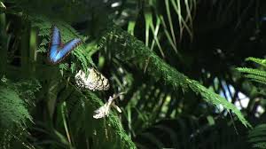 erfly rainforest exhibits