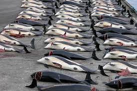 Убийство 1500 дельфинов на Фарерах оказалось бессмысленным: мясо выкинули -  МК