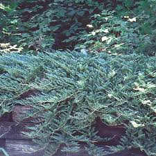 blue rug juniper wiltonii juniperus