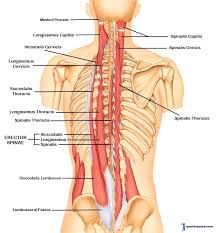 Upper Back Anatomy Chart Futurenuns Info