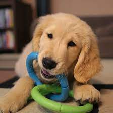 8 safe chew toys for teething puppies