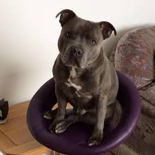 Find blue staffordshire terrier puppies and dogs from a breeder near you. Blue Staffordshire Bull Terrier Stud Dog Photos Facebook