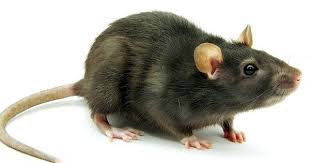 Best Tips To Keep Mice And Rats Away