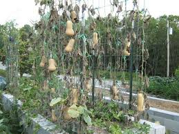 It features large, round leaves and floppy, vibrant yellow flowers in the summer. Bountiful Trellised Squash Square Foot Abundance Growing Butternut Squash Squash Trellis Growing Squash