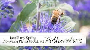 42 flowers are also specialized in shape and have an arrangement of the stamens that ensures that pollen grains are transferred to the bodies of the pollinator when it lands in search of. Best Early Spring Flowering Plants To Attract Pollinators