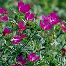 how to plant and grow poppy mallow