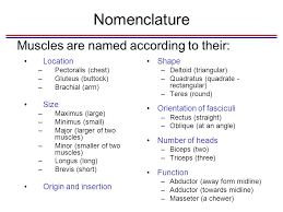 Muscles named for its location. Gross Anatomy And Functions Of Skeletal Muscles Ppt Download