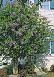 It has frilly flowers that are purple and clusters of golden berries. Fast Growing Shade Trees Buy Online At Nature Hills Nursery