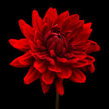 Take a dark colored piece of construction paper (black, dark blue or purple!) and use your paint sticks to draw wavy lines all over it! Red Dahlia Flower Black Background Greeting Card For Sale By Natalie Kinnear