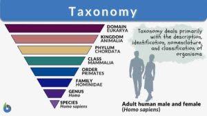 taxonomy definition exles