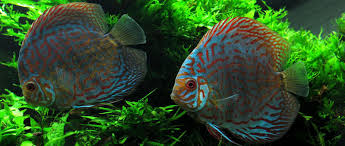 Like the red turquoise discus fish they are very prolific breeders. Red Turquoise Discus Symphysodon Spp Species Profile Aquariumdomain Com
