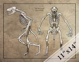 Werewolf Skeleton Faux-Scientific Print | Etsy