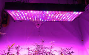 Led Grow Lights Technology Is Taking Over Sun