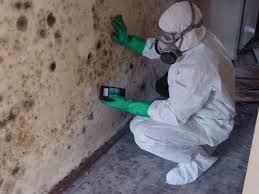 Mold Specialist Professional Mold