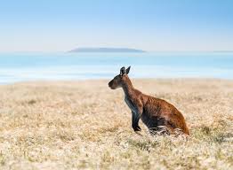Una buena política de ética. Where To Spot Kangaroos In The Wild Tourism Australia