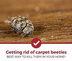 to kill and get rid of carpet beetles