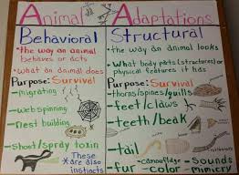 Animal Adaptations Anchor Chart Science Anchor Charts