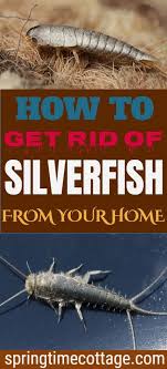 Can Cinnamon Candles Keep Silverfish At