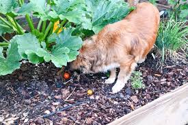 How To Keep Your Dog Out Of Your Garden
