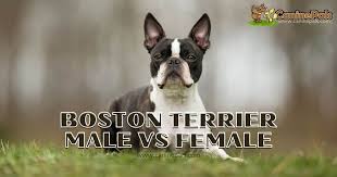 boston terrier male vs female details