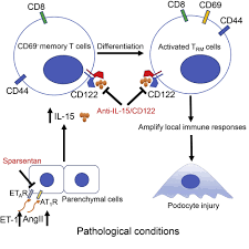 tissue resident memory cd8 t cells
