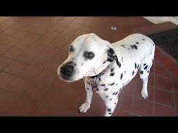 For the best experience, we recommend you upgrade to the latest version of chrome or safari. Sam Dalmatian Pitbull Mix Eats Cheese Youtube