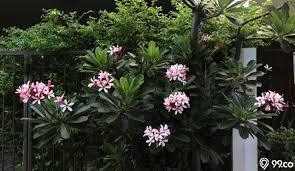 Khasiat bunga kamboja bunga kamboja di indonesia identik dengan pemakaman. Manfaat Menanam Pohon Kamboja Menurut Feng Shui Bawa Rezeki