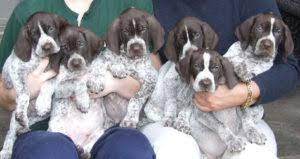 german shorthaired pointer club of canada