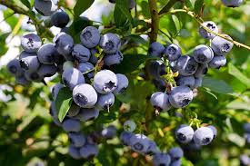 Pick Blueberries In New Jersey