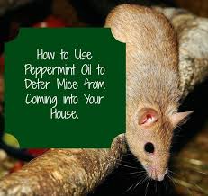 peppermint oil for getting rid of mice