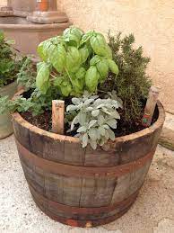 Herb Garden In Wine Barrel Already