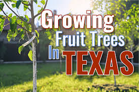 texas fruit tree growing guide