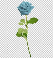 garden roses blue rose flower png