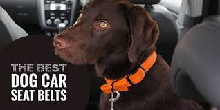 Top 5 Best Dog Car Seat Belts