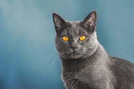 chartreux cat breed characteristics