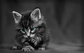 Baby Beautiful Black White Blue Cat