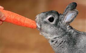Are Carrots Good For Rabbits gambar png