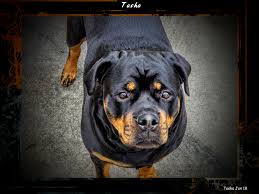 Get quotes for puppet shows in jacksonville, north carolina and book securely on gigsalad. Rottweilers Big Dogs With Big Hearts Toldahaus Rottweilers Jacksonville Nc