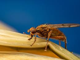 organic pest control of s flies in
