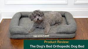9 best orthopedic dog beds of 2023