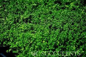 sedum green carpet orange county