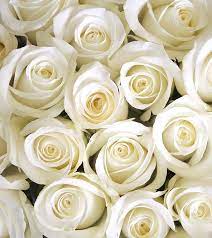 11 most beautiful white rose varieties