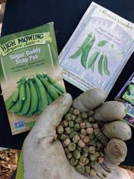 Sugar snap peas are a fantastic spring treat, only in season for a few weeks, and naturally sweet enough to snack on raw. Start Planting Sugar Snap Peas Early Triblive Com