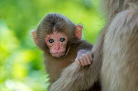 monkey puter wallpaper desktop
