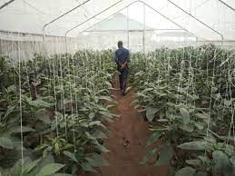 greenhouse farming benefits and